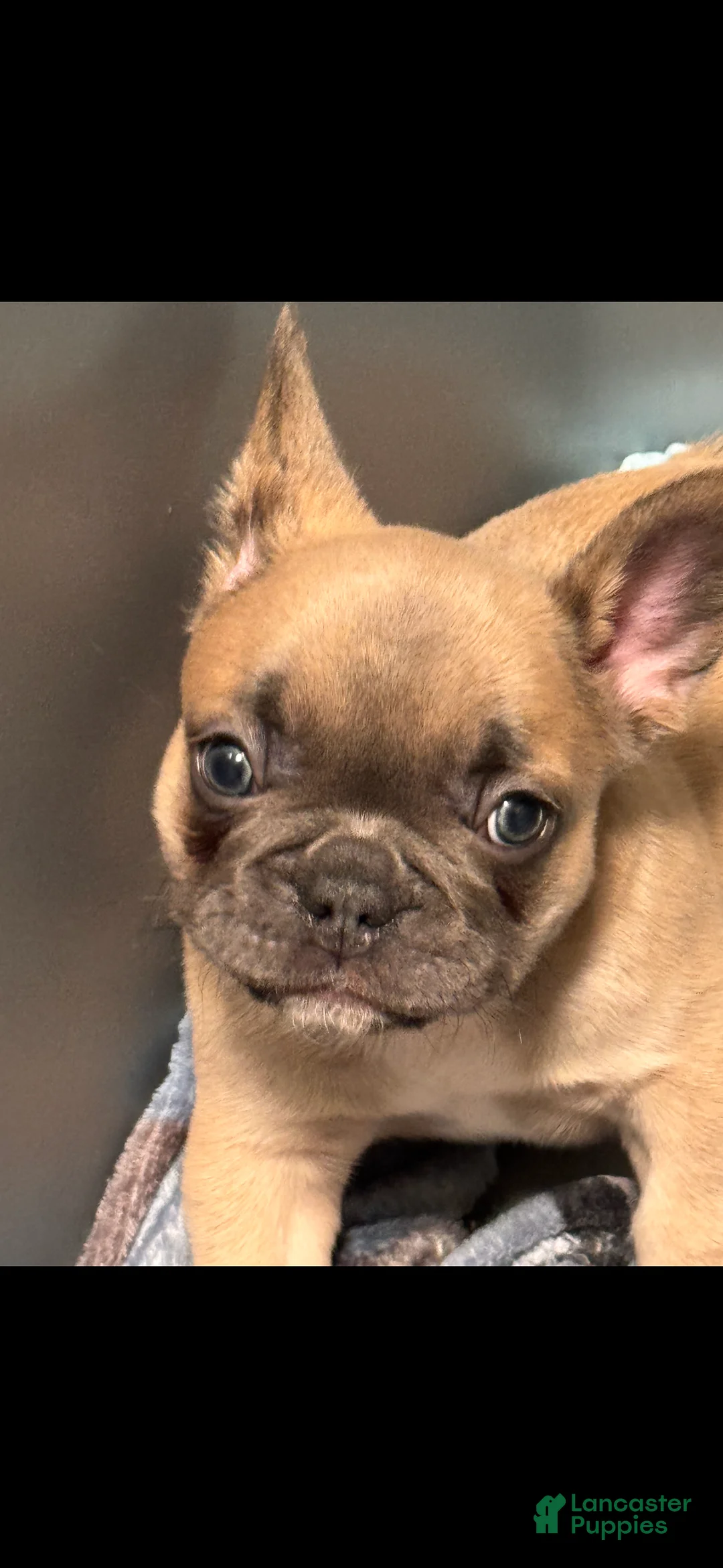 French Bulldog dogs for sale: Honey - Ad 2