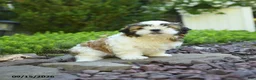 Mixed Breed dogs for sale: Gracie - Ad 2