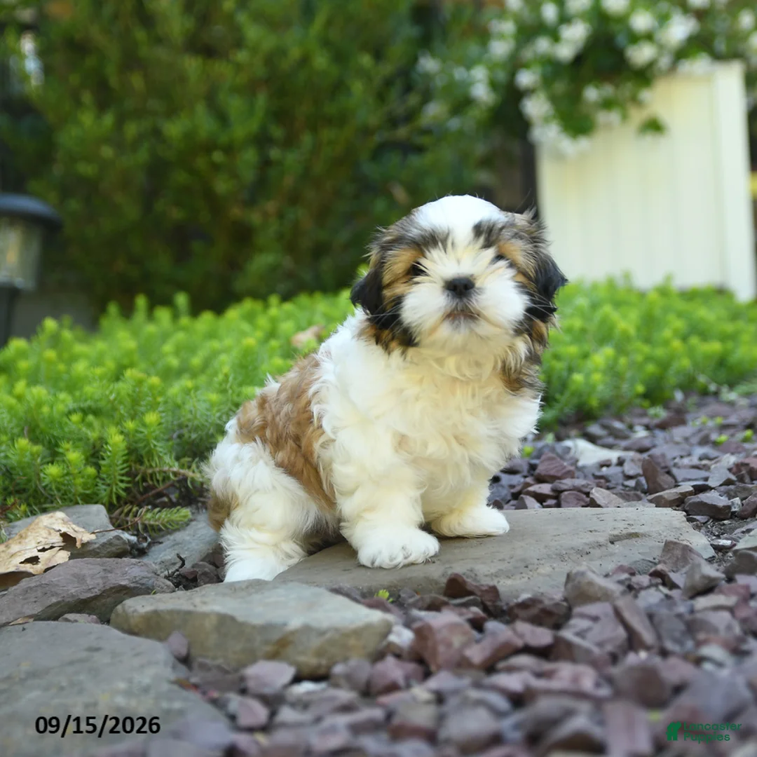 Mixed Breed dogs for sale: Gracie - Ad 2