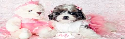 Cavapoo dogs for sale: Polly - Ad 3