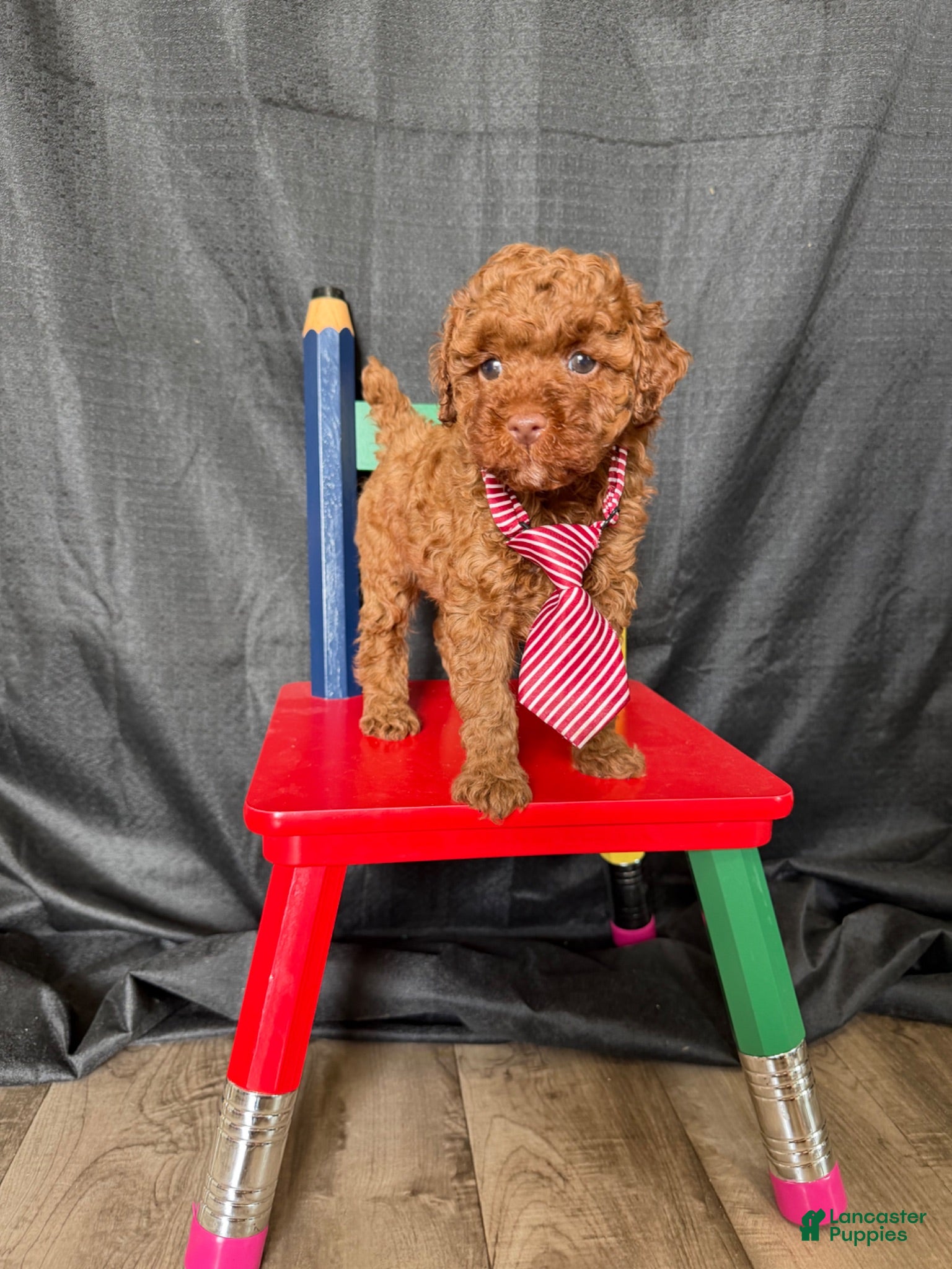 Toy Poodle dogs Akc 🧬 tested Clear Red bb Boy 💙 - Ad 24