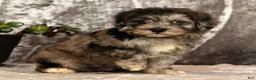 Havapoo dogs for sale: Simon - Ad 9