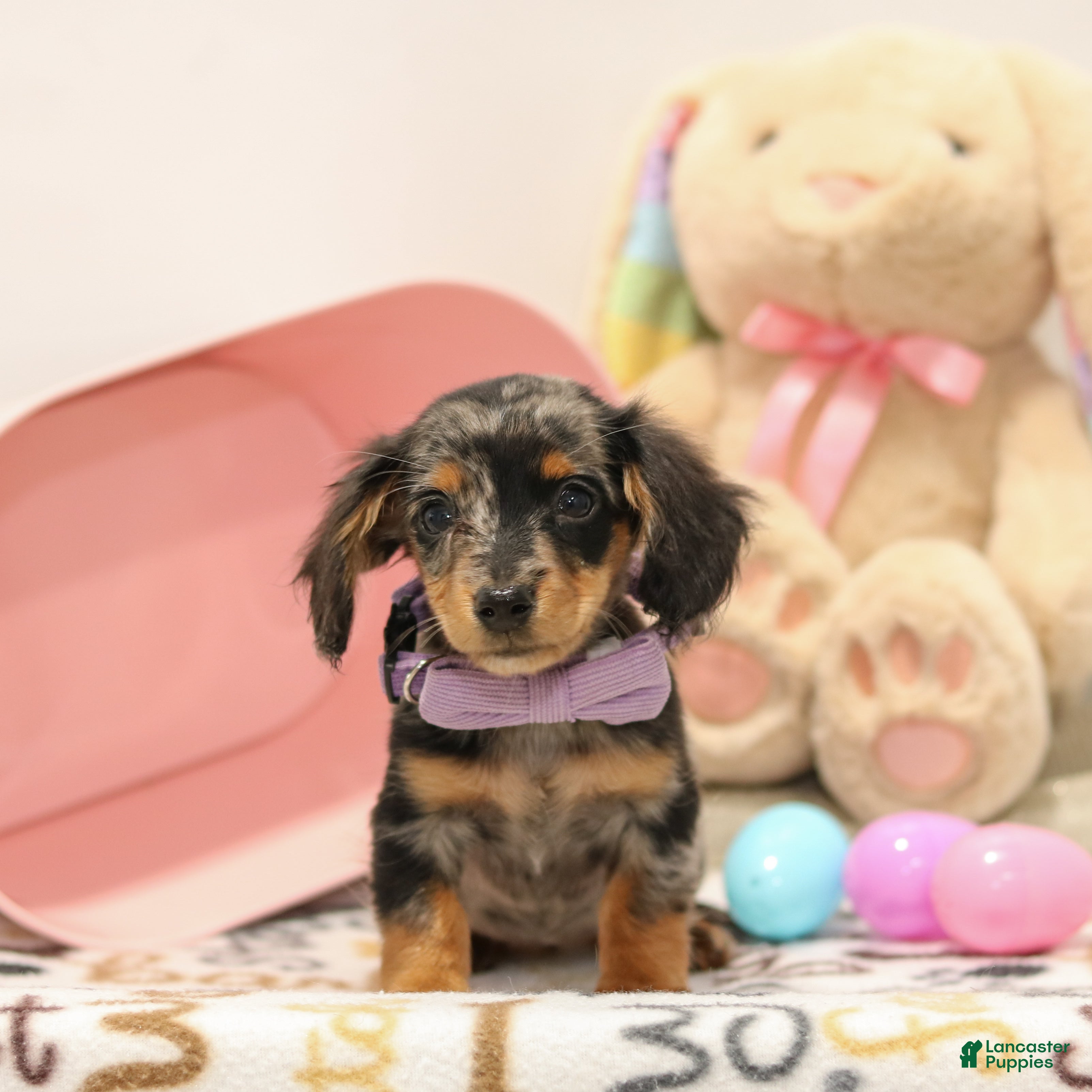 Miniature Dachshund dogs Foxy - Ad 2