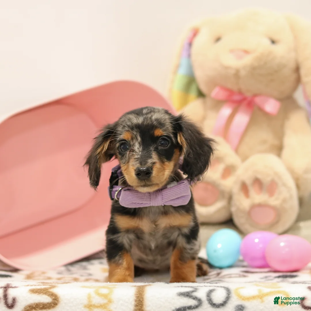 Miniature Dachshund dogs for sale: Foxy - Ad 2