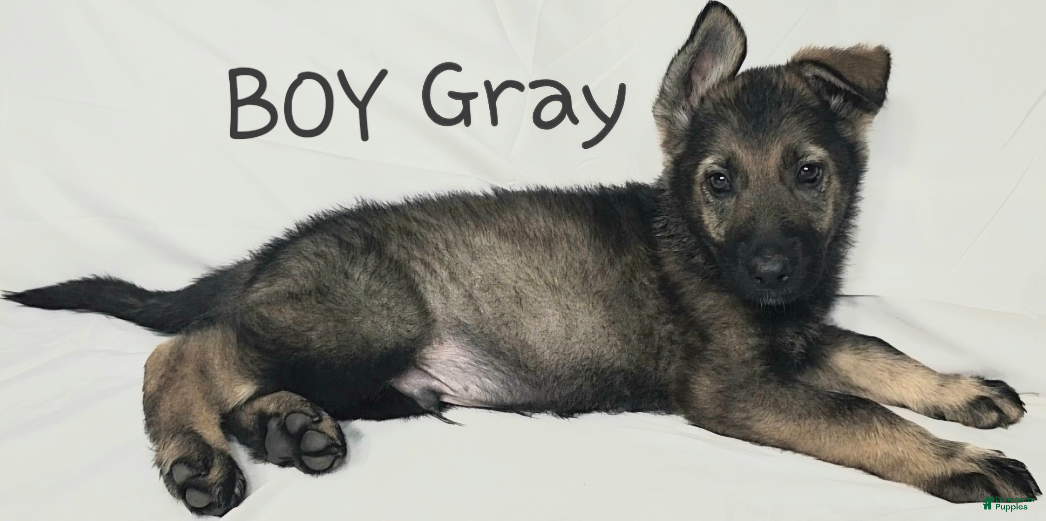 German Shepherd dogs Gray Boy - Ad 24