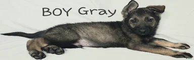 Gray Boy