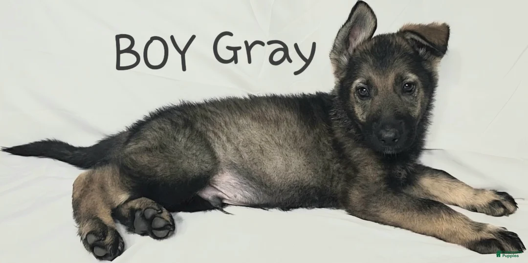 German Shepherd dogs for sale: Gray Boy - Ad 1