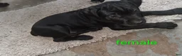 Cane Corso dogs for sale: Cane Corso 6 - Ad 2