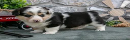 Welsh Corgi Pembroke dogs for sale: Oliver - Ad 2