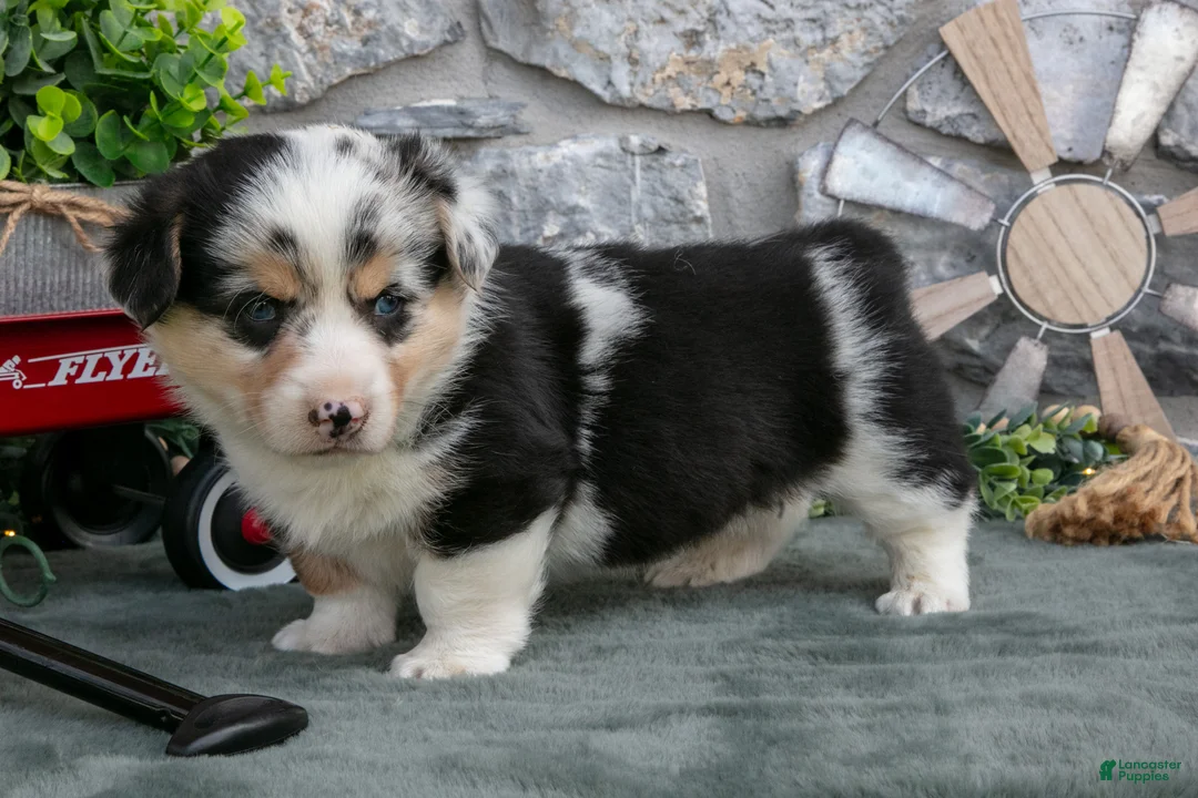 Welsh Corgi Pembroke dogs for sale: Oliver - Ad 2
