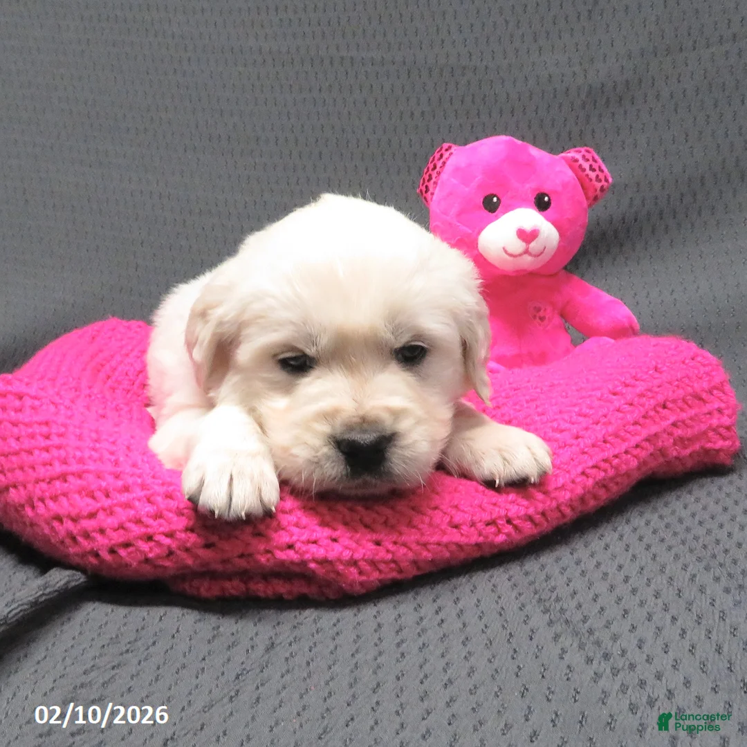 Golden Retriever dogs for sale: Missy - Ad 4