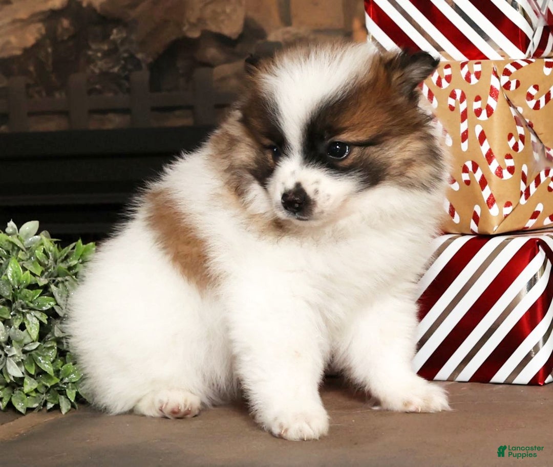 Pomeranian dogs for sale: Puddles - Ad 6