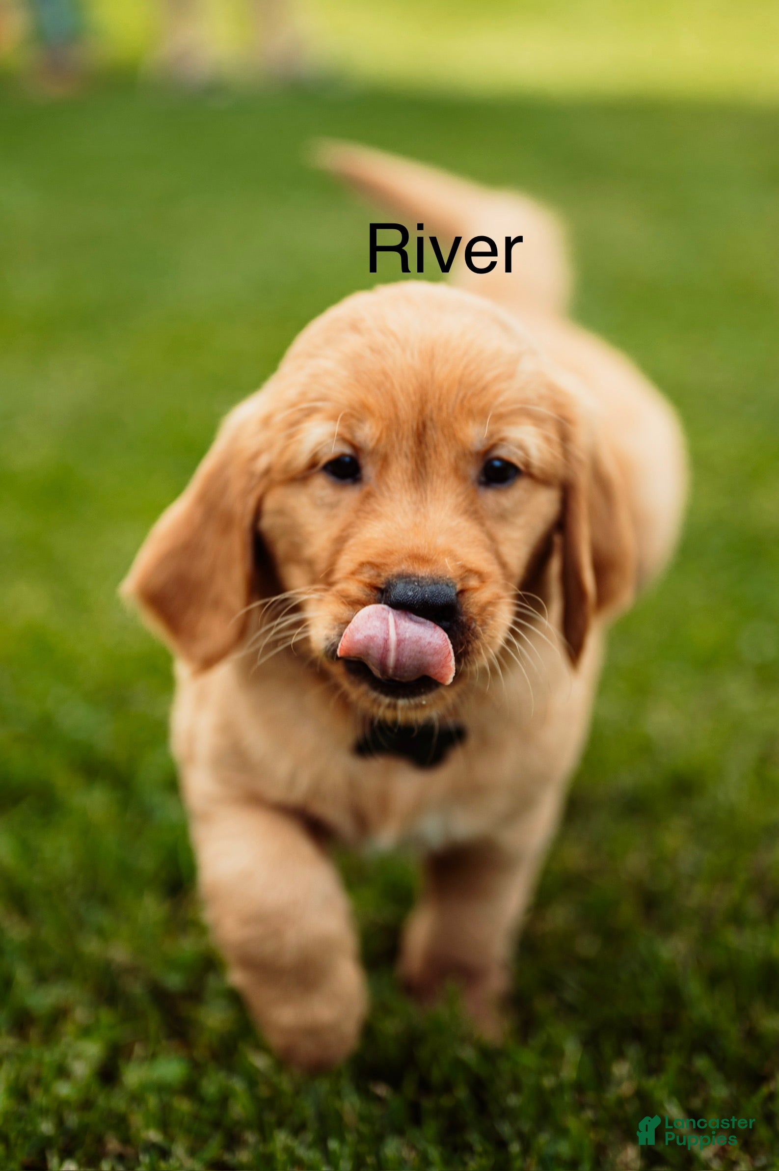 Golden Retriever dogs River - Ad 1