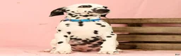Dalmatian dogs for sale: Keno - Ad 8