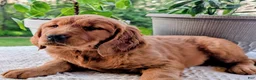 Golden Retriever dogs for sale: Theo - Ad 3