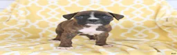 Boxer dogs for sale: Aspen - Ad 4