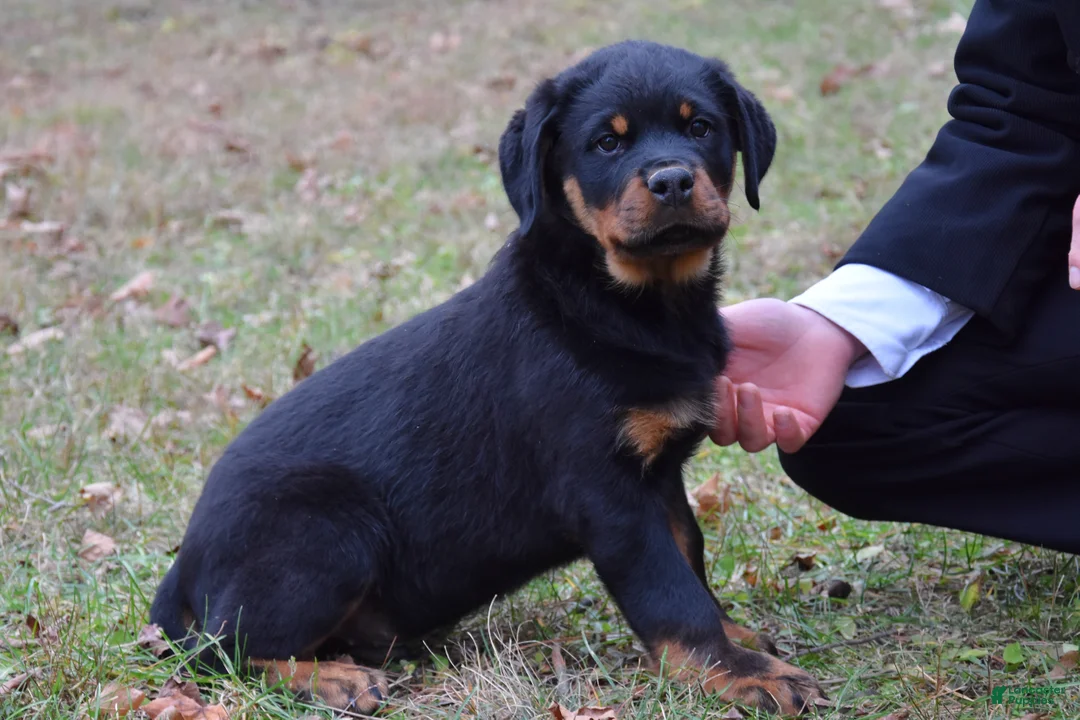Rottweiler dogs for sale: Tank - Ad 1