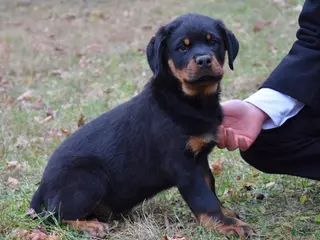 Rottweiler dogs Tank - Ad 36