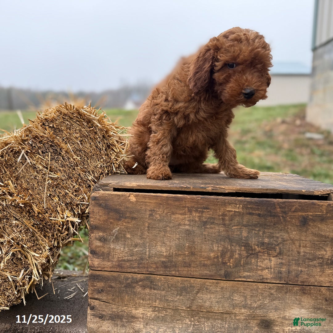 Irish Doodle dogs for sale: Fancy - Ad 7