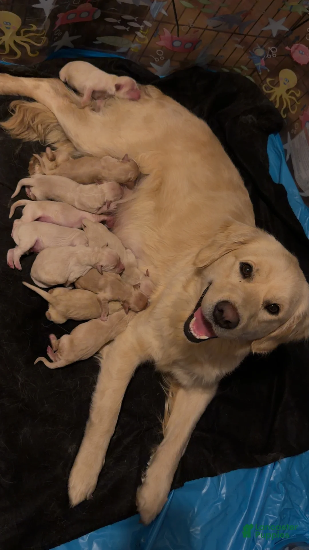 Golden Retriever dogs for sale: Golden Retriever Puppy 9 - Ad 2