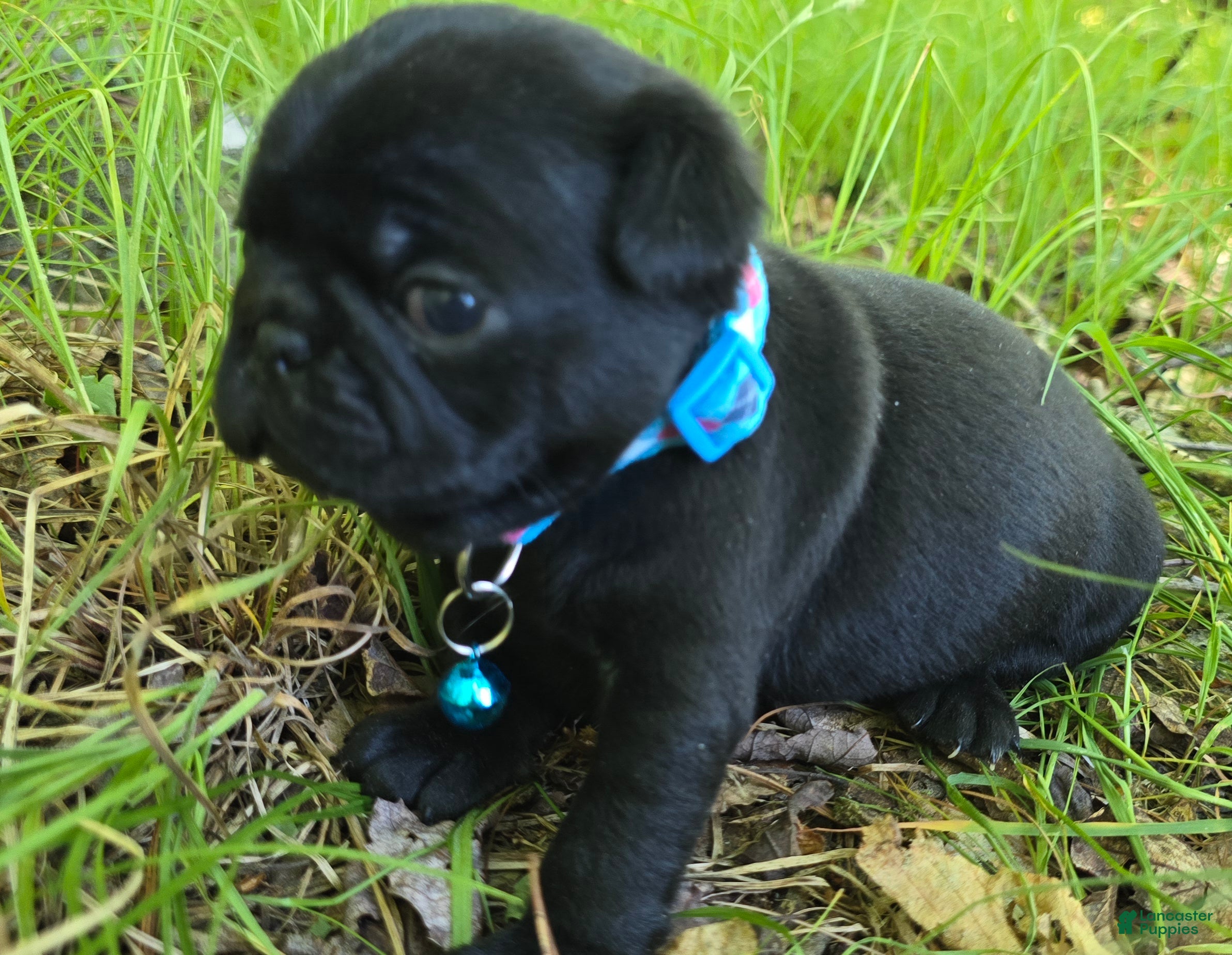 Pug dogs Brandy - Ad 2