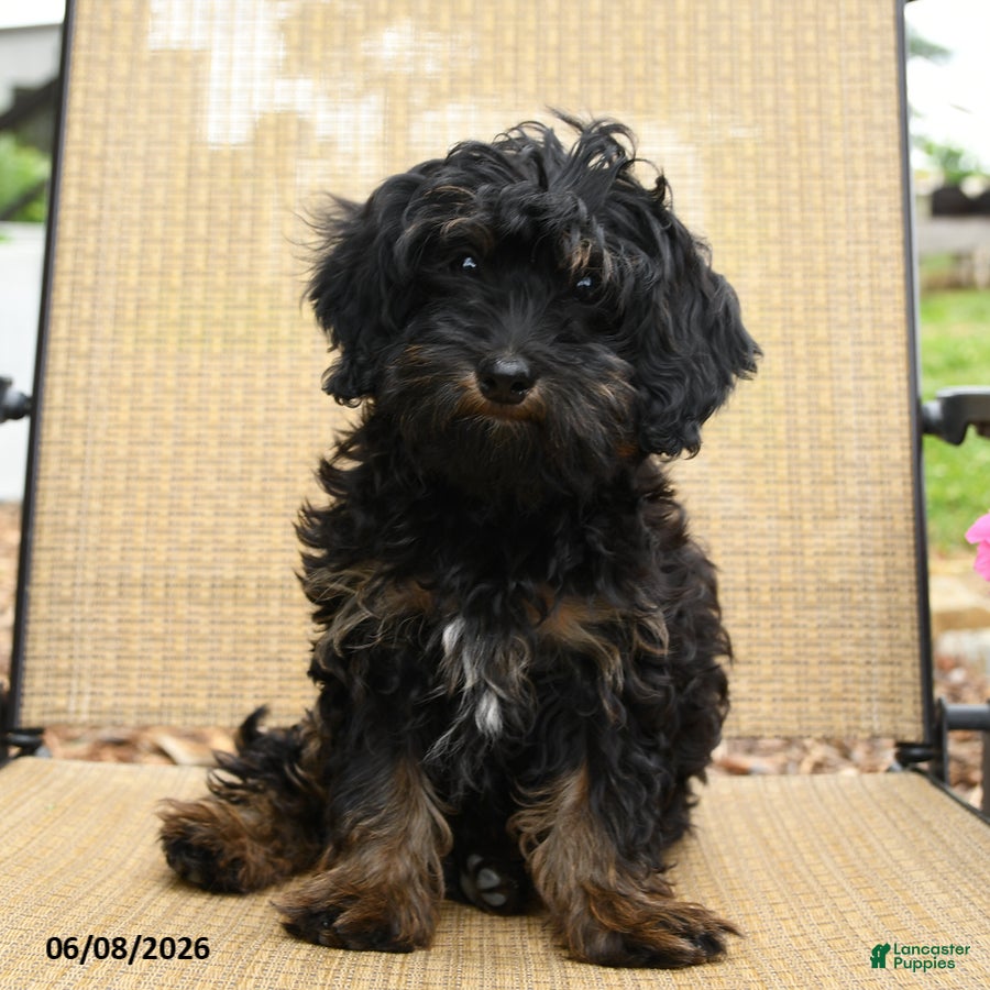 Havapoo dogs Button - Ad 1