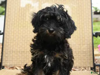 Havapoo dogs for sale: Button - Ad 2