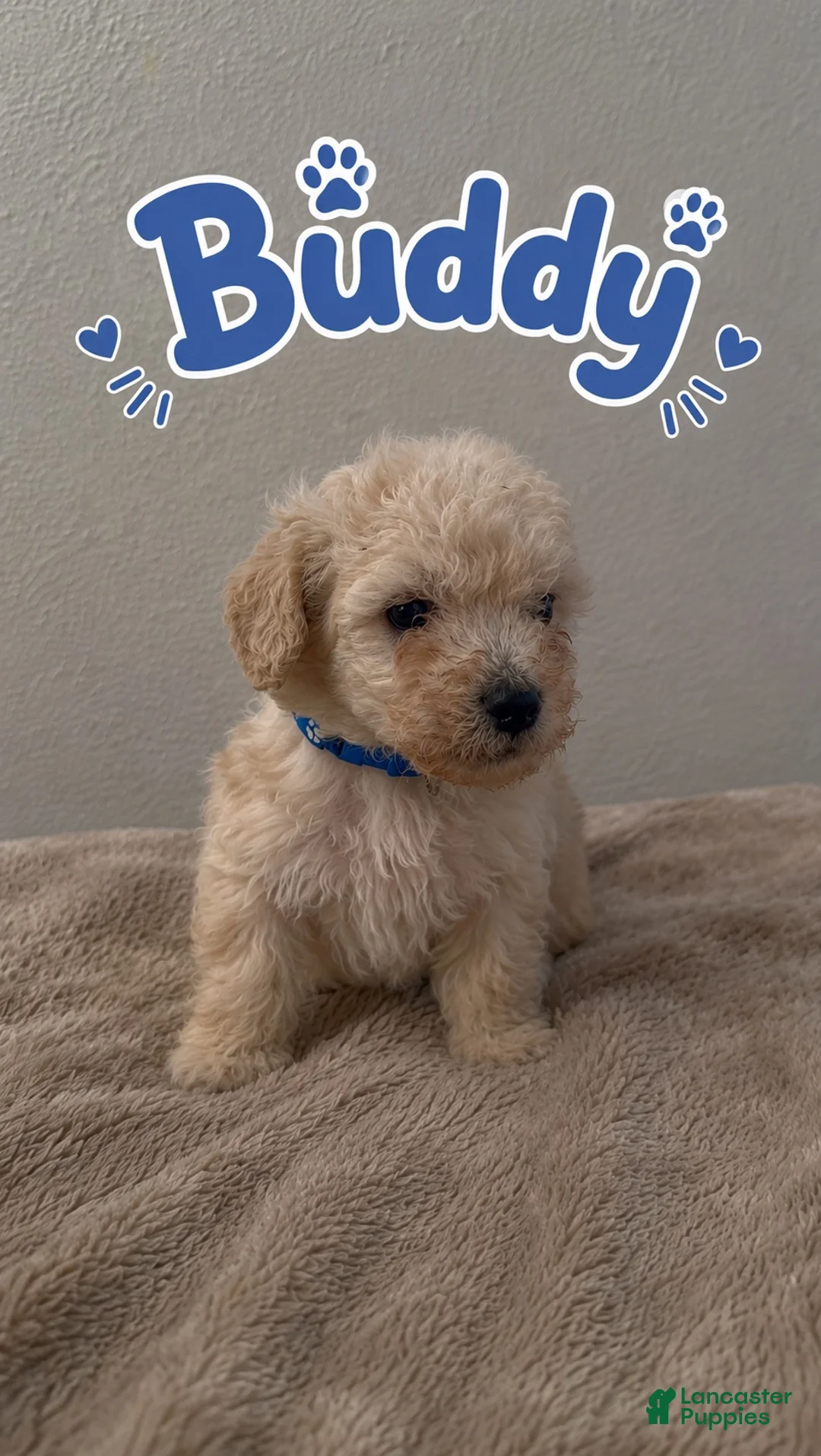 Miniature Poodle dogs for sale: Miniature Poodle 3 - Ad 1