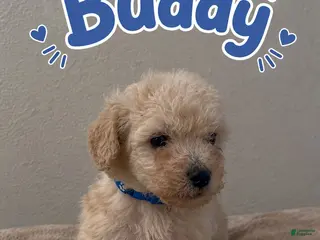 Miniature Poodle dogs for sale: Miniature Poodle 3 - Ad 1