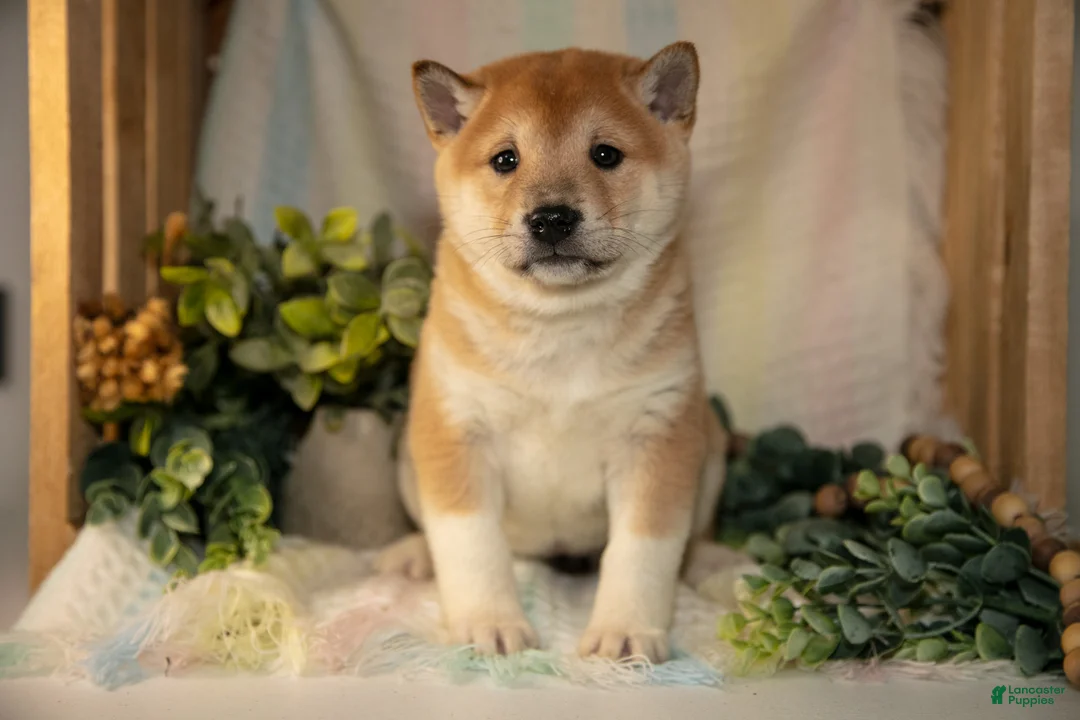 Shiba Inu dogs for sale: Faye - Ad 2