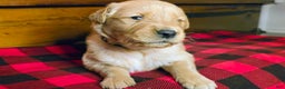 Golden Retriever dogs for sale: Cooper - Ad 1