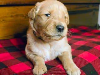 Golden Retriever dogs Cooper - Ad 7