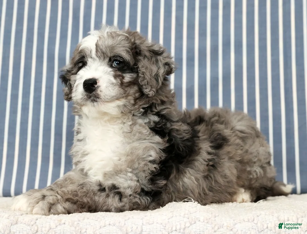 Mini Bernedoodle dogs for sale: Tate - Ad 8