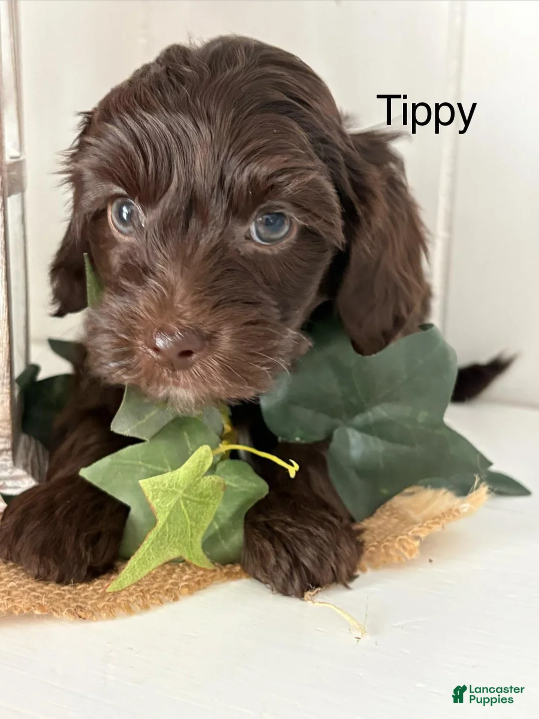 Yorkiepoo dogs for sale: Tippy - Ad 2