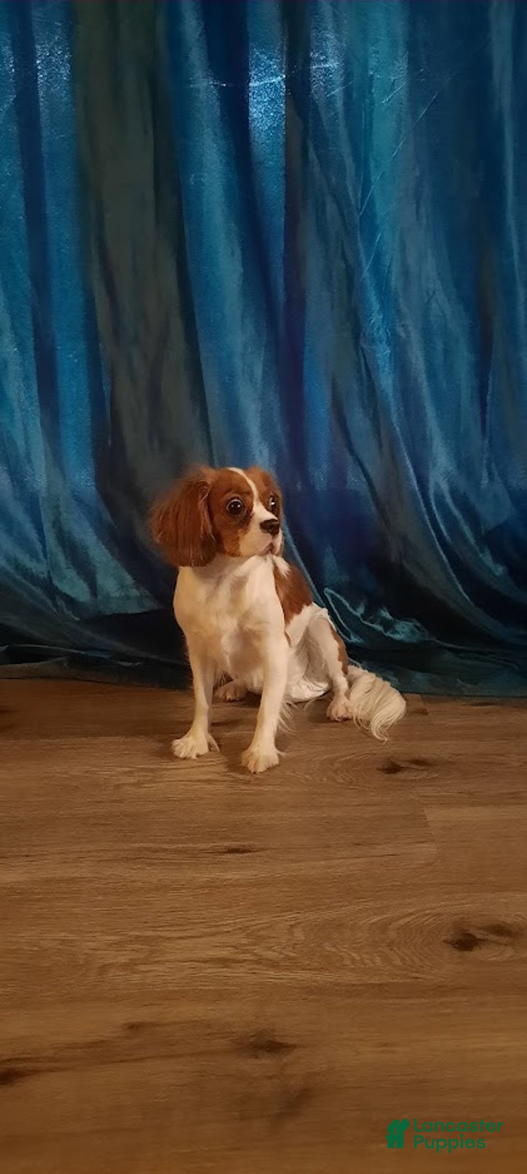 Mixed Breed dogs for sale: Clifford - Ad 2