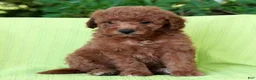 Mini Goldendoodle dogs for sale: Connor - Ad 6