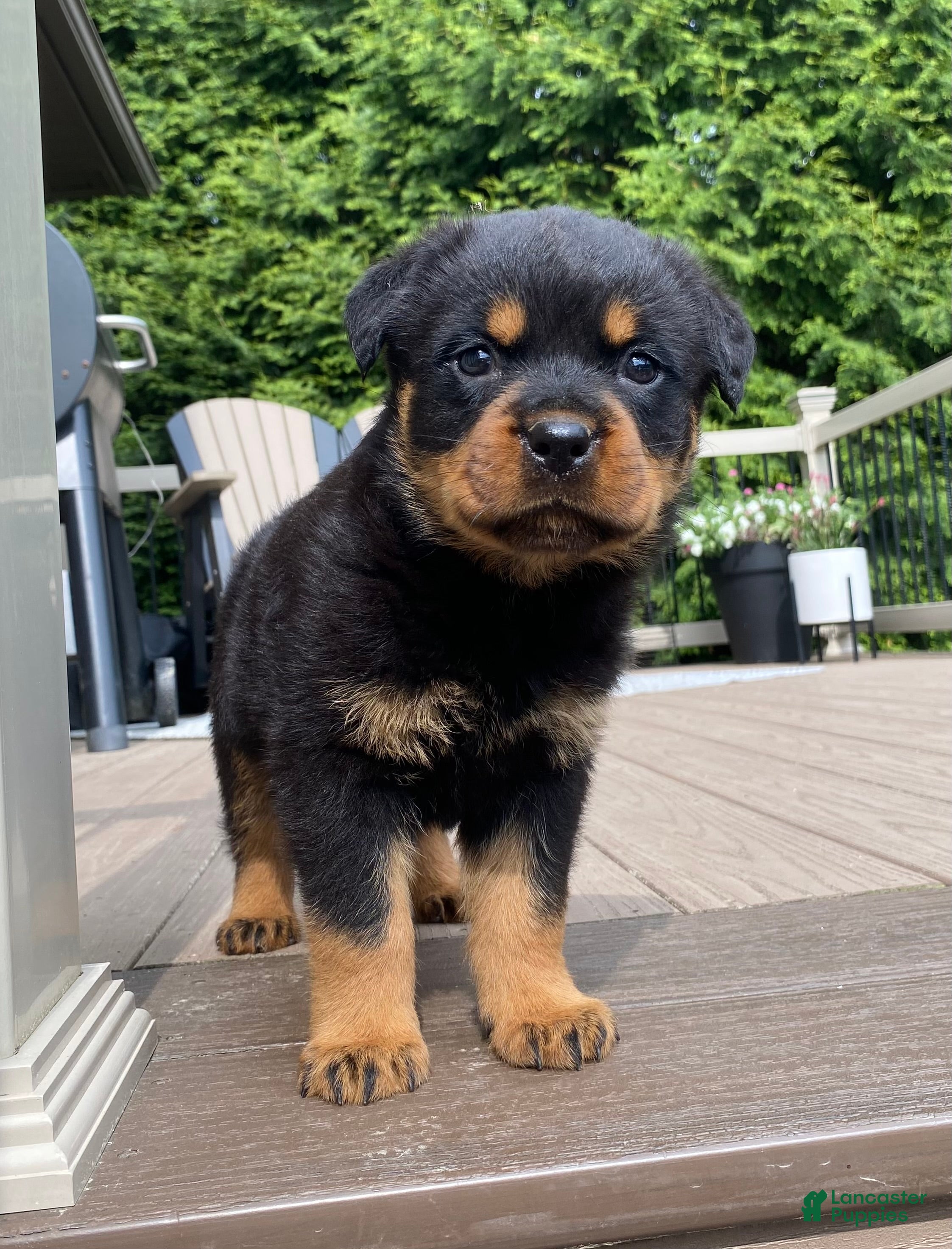 Rottweiler dogs Atlas - Ad 1