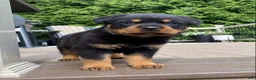 Rottweiler dogs for sale: Atlas - Ad 1