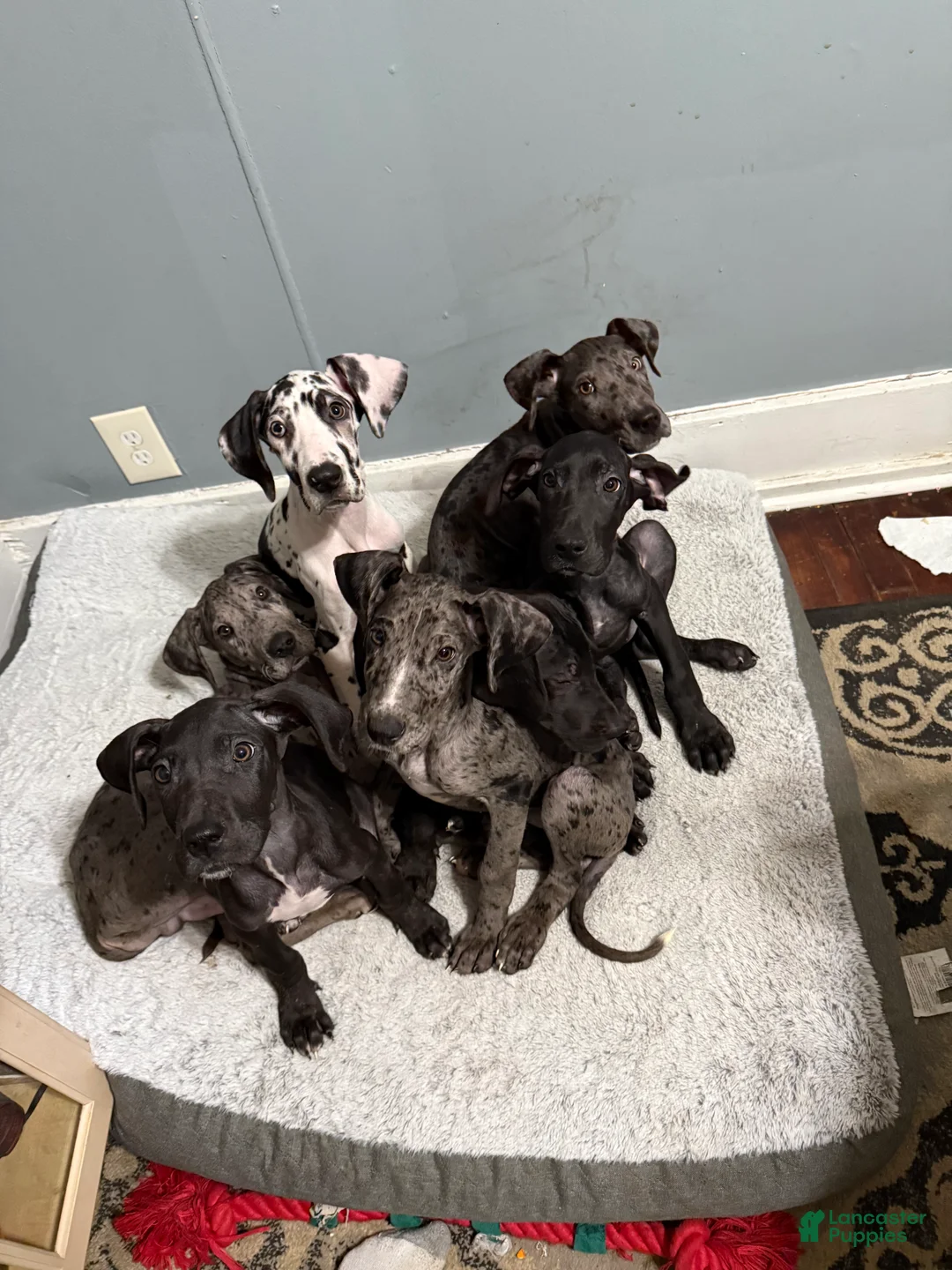 Great Dane dogs for sale: Athena  - Ad 7