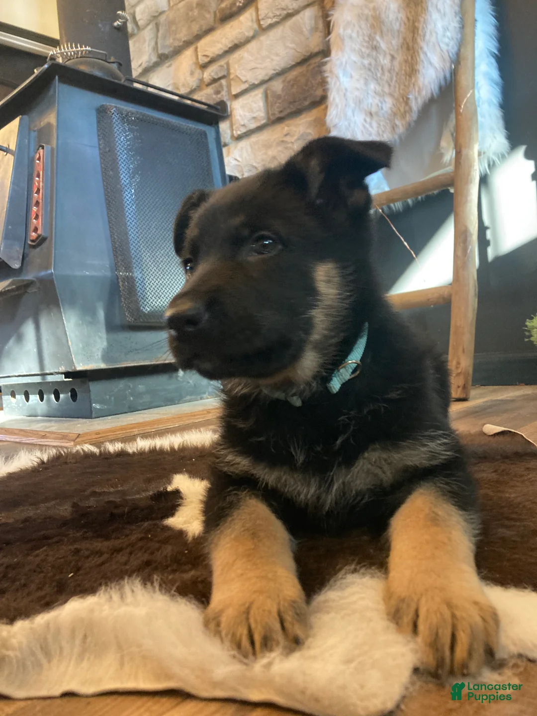 German Shepherd dogs for sale: German Shepherd Puppy 1 - Ad 2