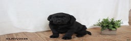 Labrador Retriever dogs for sale: Freddy - Ad 9