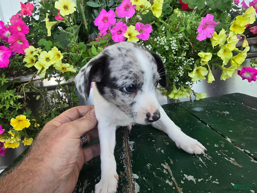 Chihuahua dogs for sale: Blaze - Ad 8