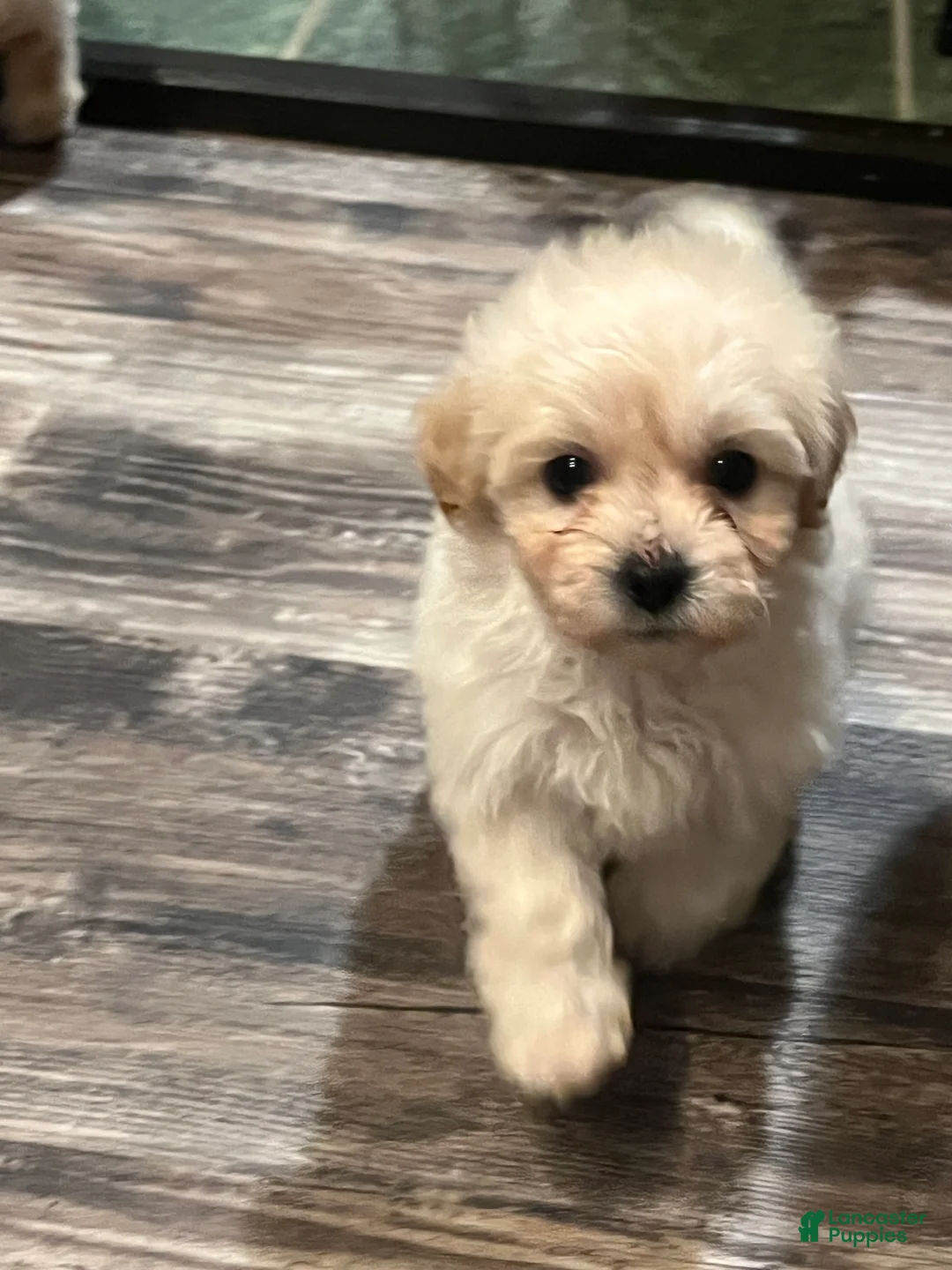 Mini Goldendoodle dogs for sale: Mini Goldendoodle 2 - Ad 1