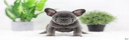 French Bulldog dogs for sale: Earl - Ad 7