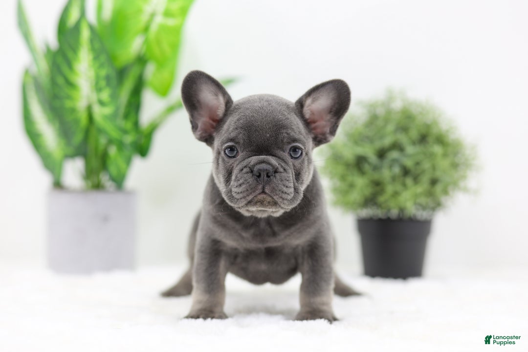 French Bulldog dogs for sale: Earl - Ad 7