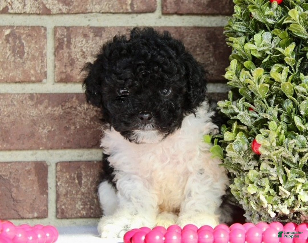 Miniature Poodle dogs for sale: Comet - Ad 2