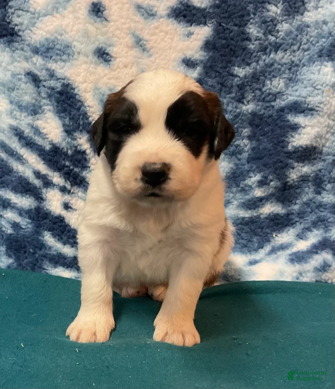 Saint Bernard dogs for sale: Saint Bernard Puppy 1 - Ad 1