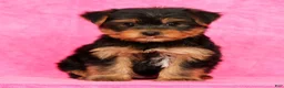 Yorkshire Terrier dogs for sale: Benji - Ad 4