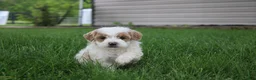 Mini Goldendoodle dogs for sale: Tessa - Ad 7