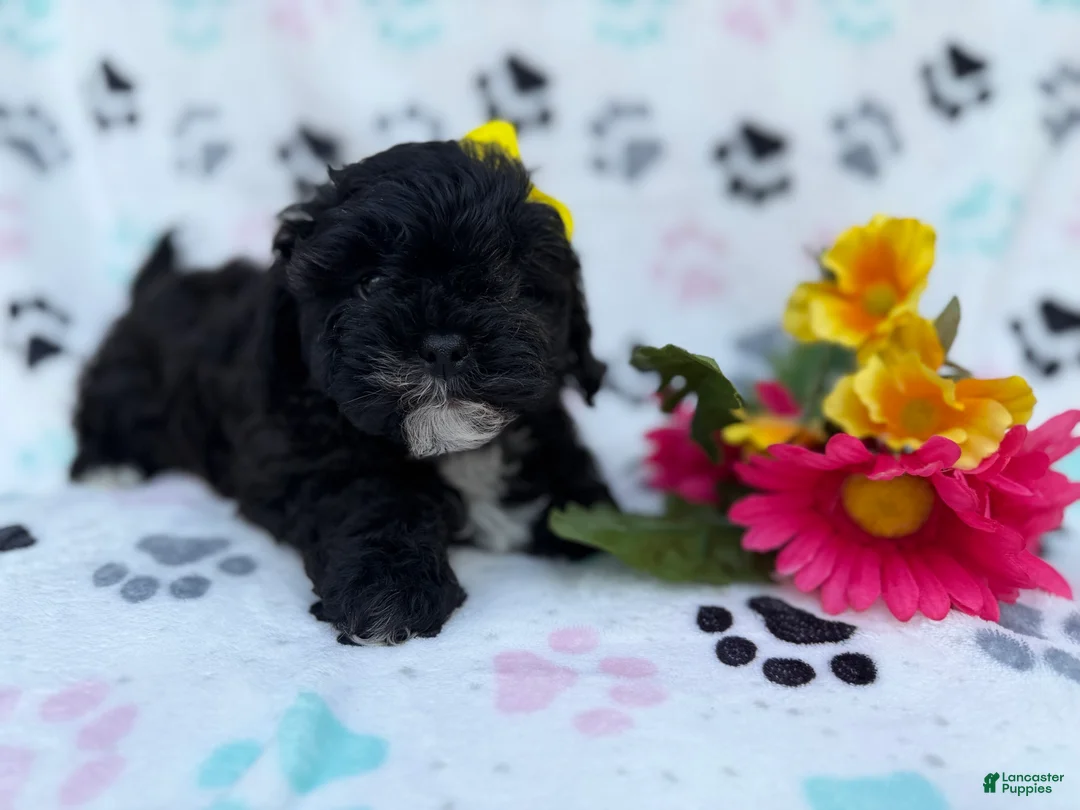 Shihpoo dogs for sale: Nelly - Ad 3